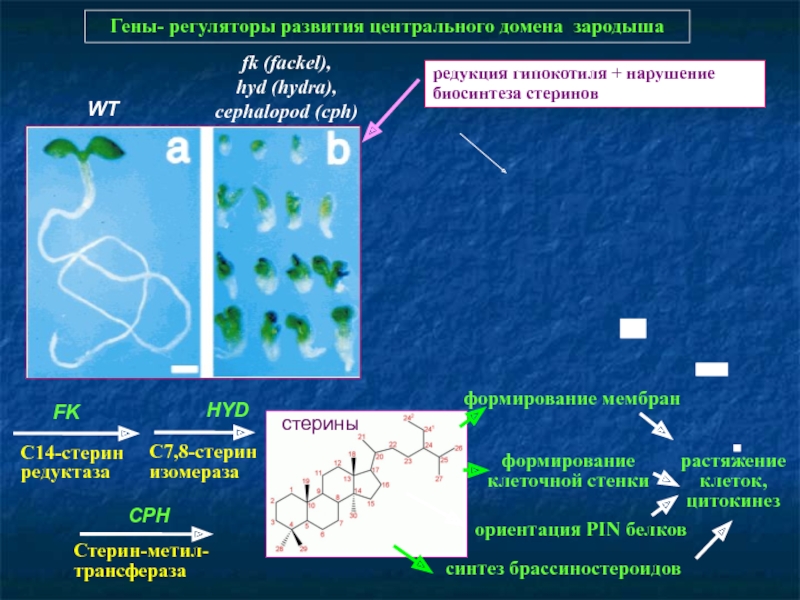 Оригинальные ссылки кракена